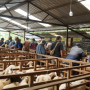 Peserta Kunjungan Usaha Purna Tugas UII di Peternakan Bebek Pertiwi Farm