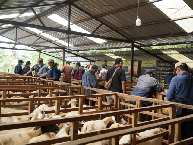 Kunjungan Usaha Purna Tugas UII ke Peternakan Kambing Bebek